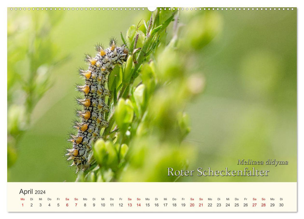 Butterflies - Jewels of the Air (CALVENDO Wall Calendar 2024) 