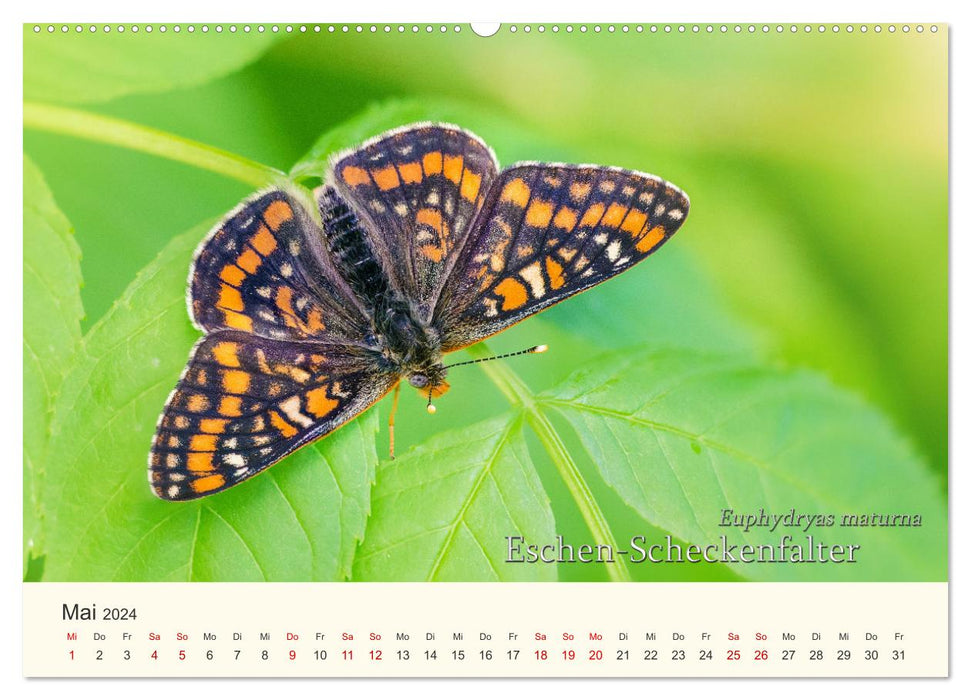 Butterflies - Jewels of the Air (CALVENDO Wall Calendar 2024) 