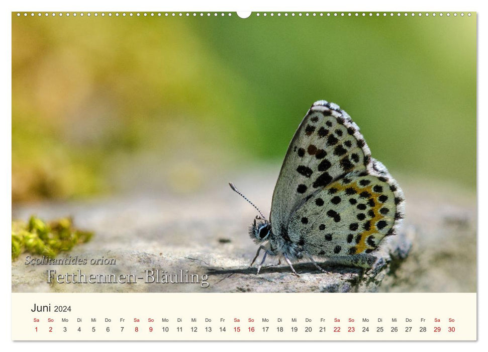 Butterflies - Jewels of the Air (CALVENDO Wall Calendar 2024) 