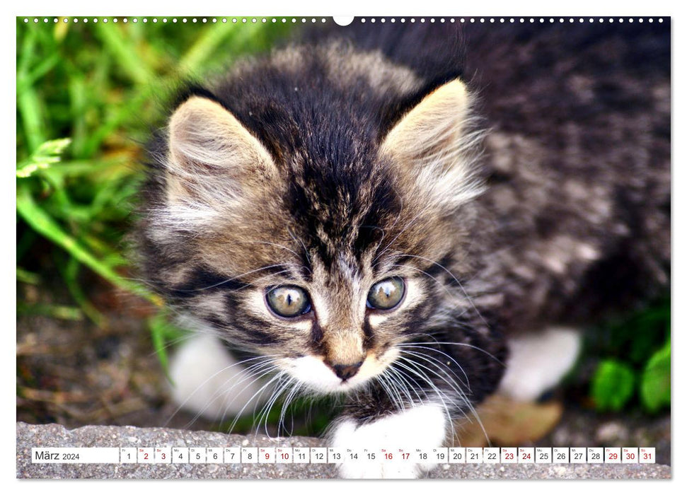 Cats in Cranz (CALVENDO Premium Wall Calendar 2024) 