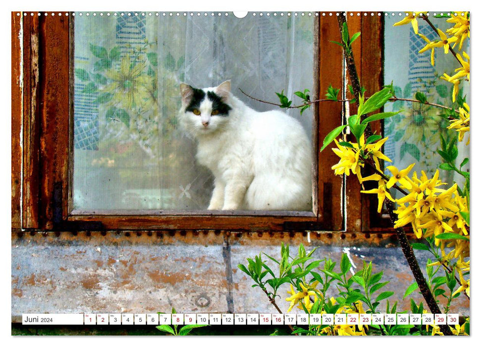 Cats in Cranz (CALVENDO Premium Wall Calendar 2024) 