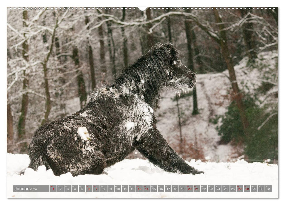 Welsh Mountain Pony - Black Beauty (CALVENDO Wall Calendar 2024) 