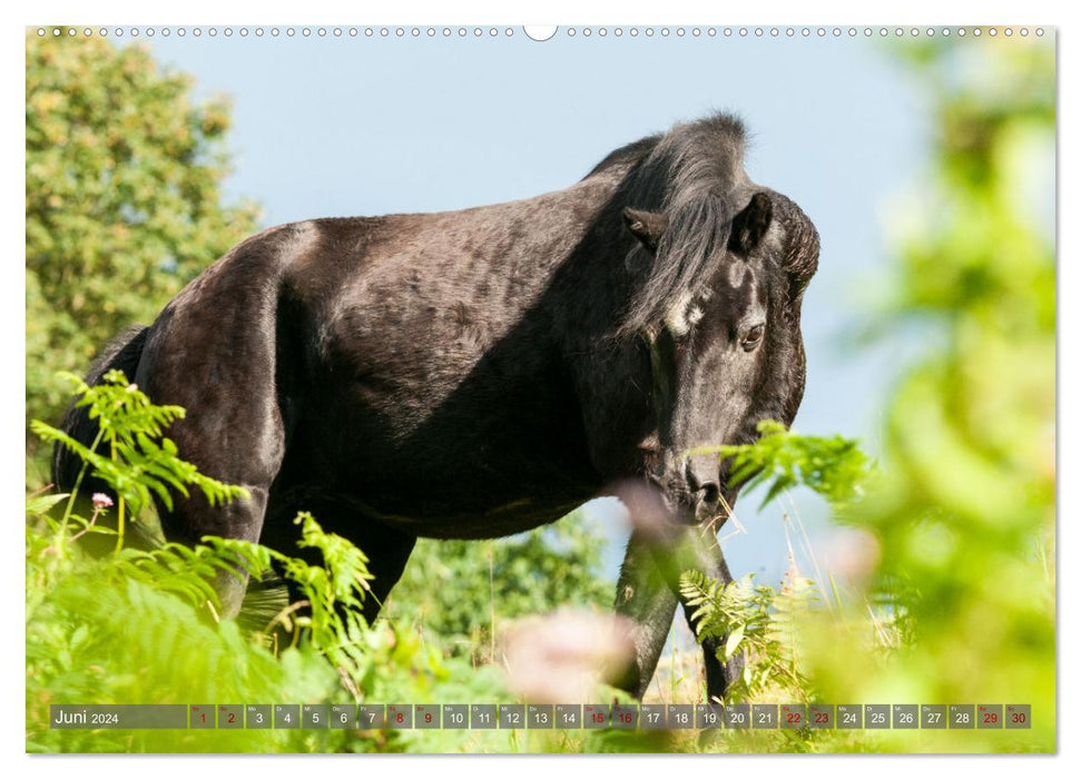 Welsh Mountain Pony - Schwarze Schönheit (CALVENDO Wandkalender 2024)