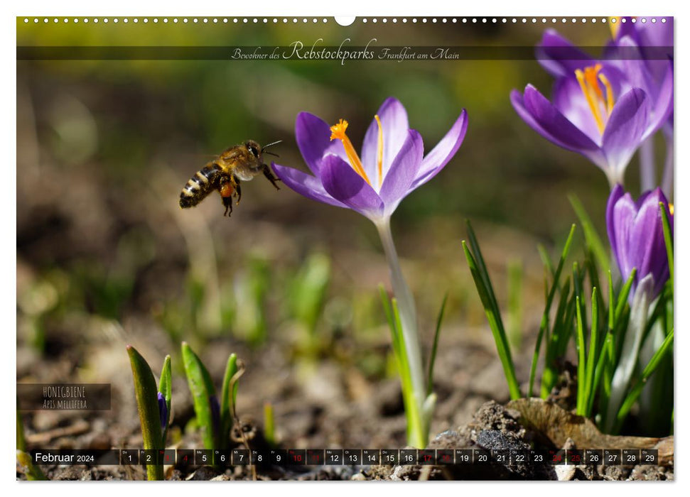 Residents of the Rebstockpark Frankfurt am Main (CALVENDO wall calendar 2024) 