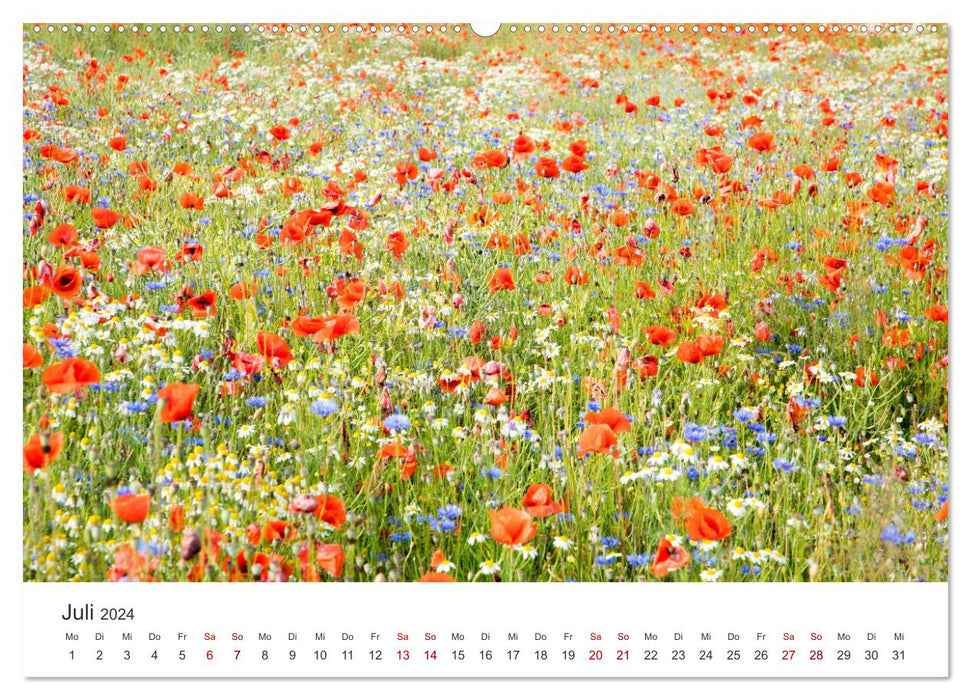 Atelier Natur - Formen, Farben und Strukturen (CALVENDO Premium Wandkalender 2024)