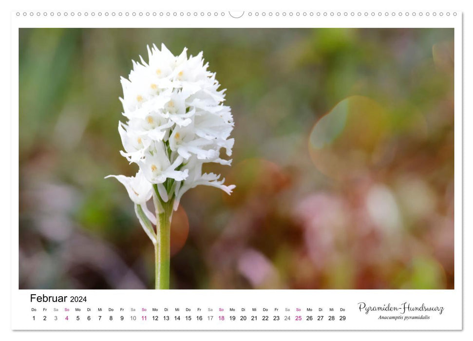 Orchid (CALVENDO Premium Wall Calendar 2024) 