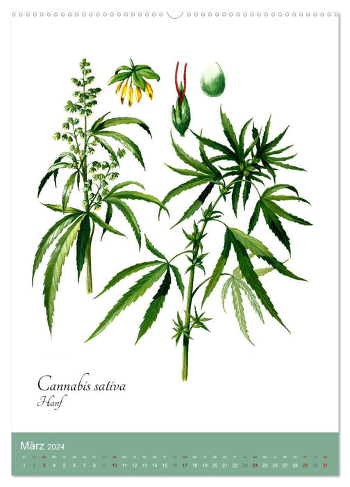The most important medicinal herbs (CALVENDO Premium Wall Calendar 2024) 