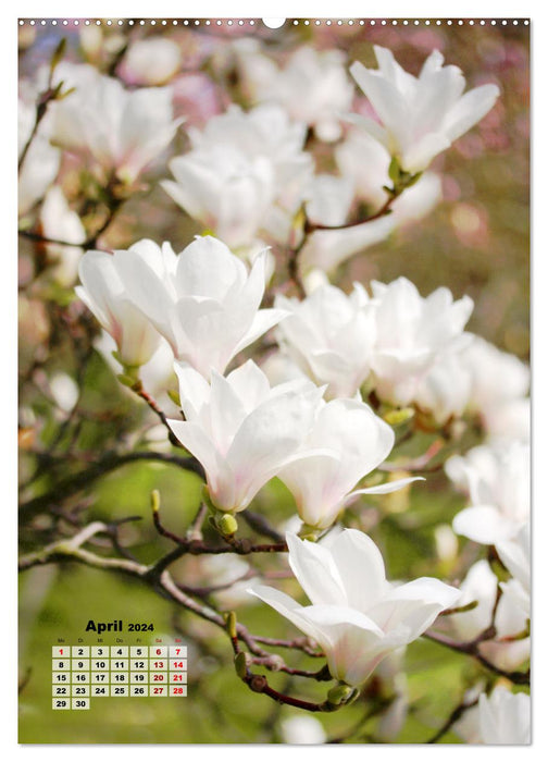 Magnolien Ein Frühlingstraum (CALVENDO Premium Wandkalender 2024)