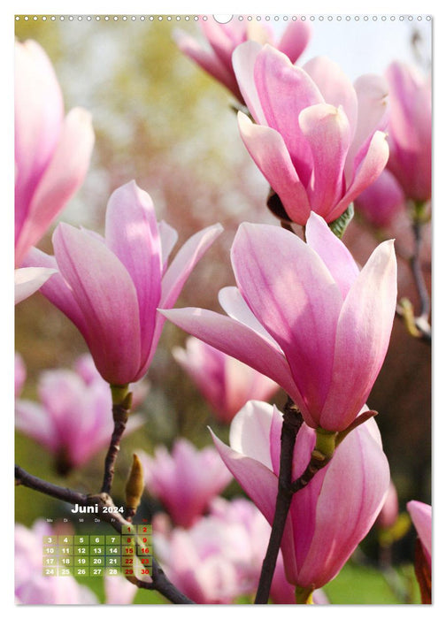 Magnolien Ein Frühlingstraum (CALVENDO Premium Wandkalender 2024)