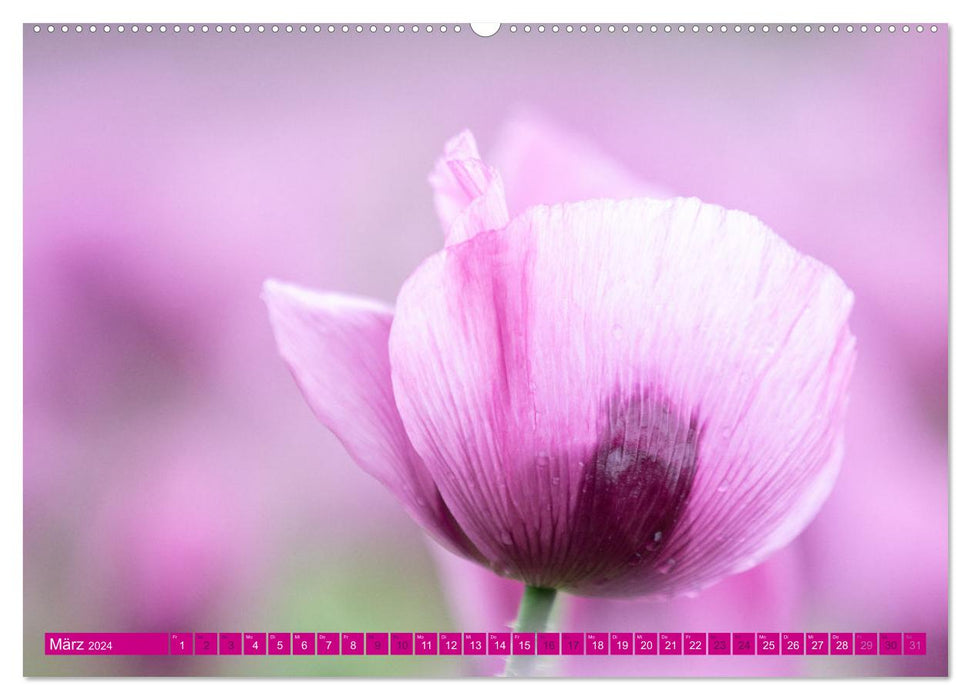 Blaumohn - Ein Blütentraum in lila (CALVENDO Wandkalender 2024)