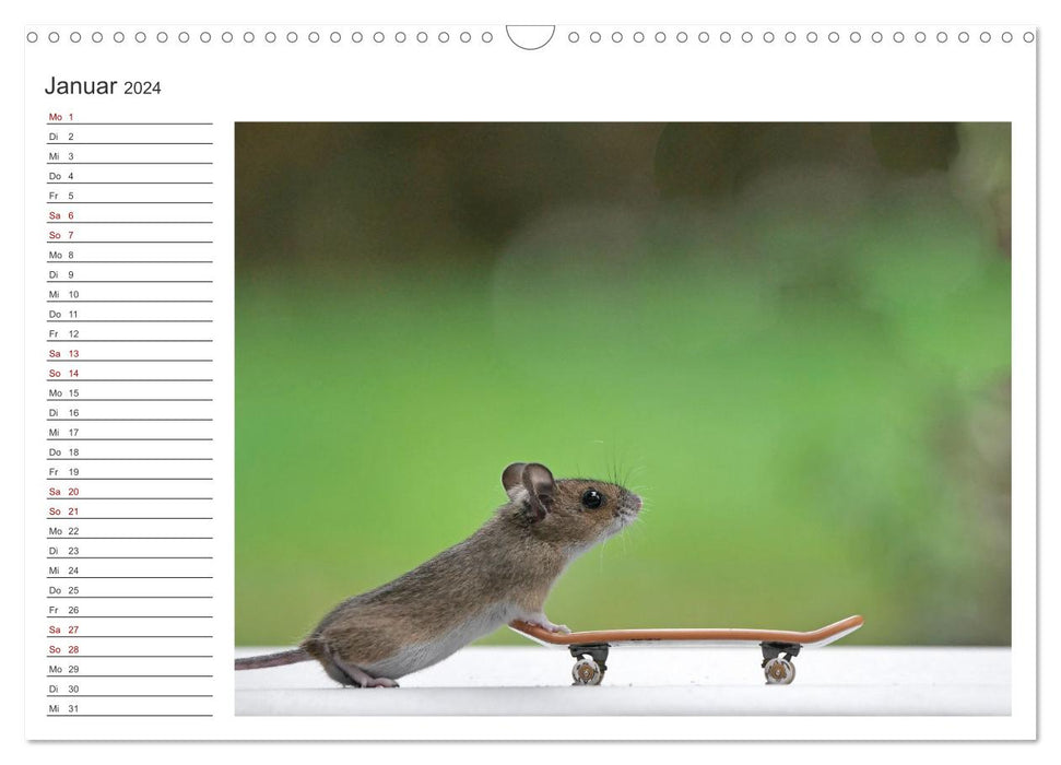 "Küddel" la souris des jardins (calendrier mural CALVENDO 2024) 