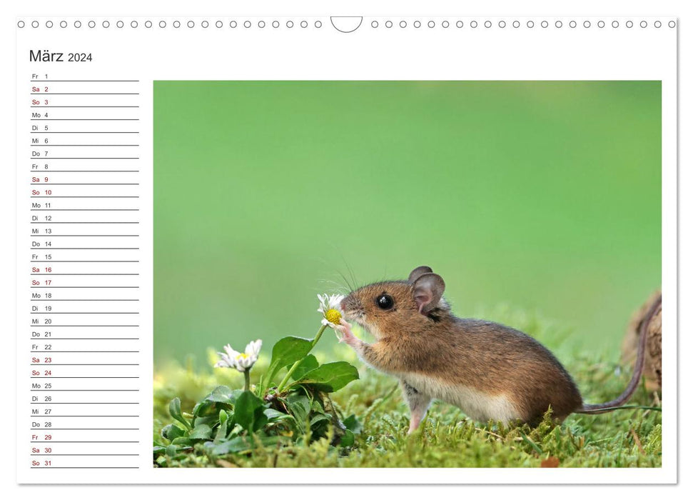 "Küddel" la souris des jardins (calendrier mural CALVENDO 2024) 