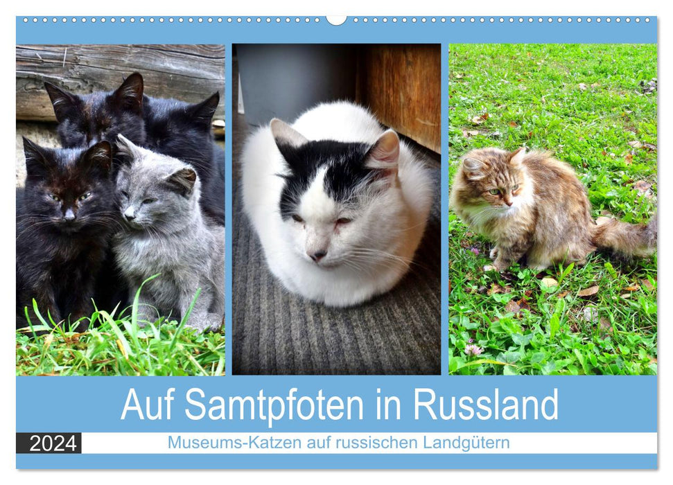 Sur des pattes de velours en Russie - chats de musée dans les domaines russes (calendrier mural CALVENDO 2024) 