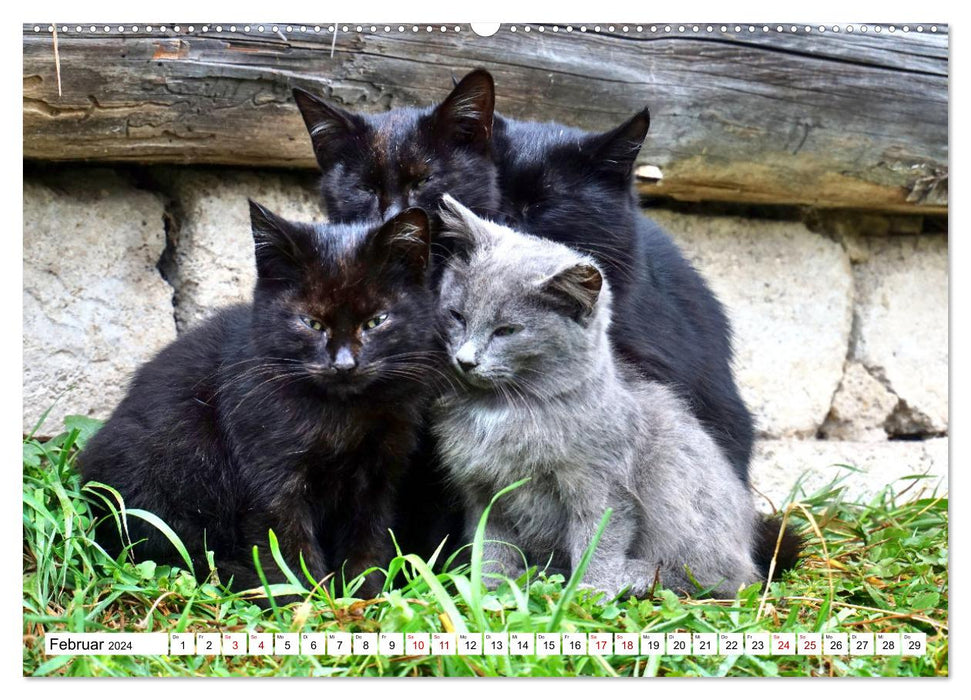 Sur des pattes de velours en Russie - chats de musée dans les domaines russes (calendrier mural CALVENDO 2024) 