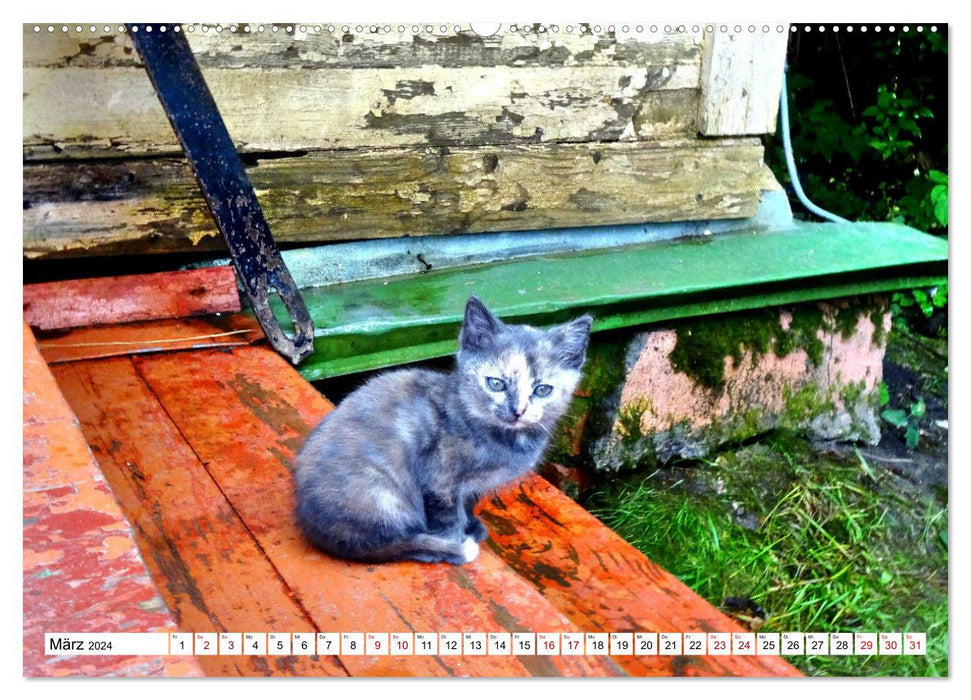 Auf Samtpfoten in Russland - Museums-Katzen auf russischen Landgütern (CALVENDO Wandkalender 2024)