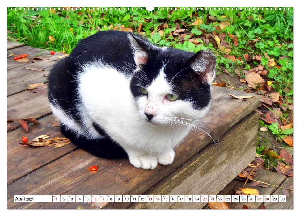 Sur des pattes de velours en Russie - chats de musée dans les domaines russes (calendrier mural CALVENDO 2024) 