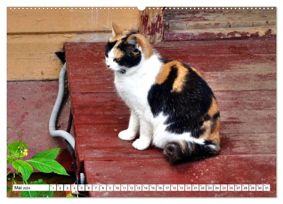 Auf Samtpfoten in Russland - Museums-Katzen auf russischen Landgütern (CALVENDO Wandkalender 2024)