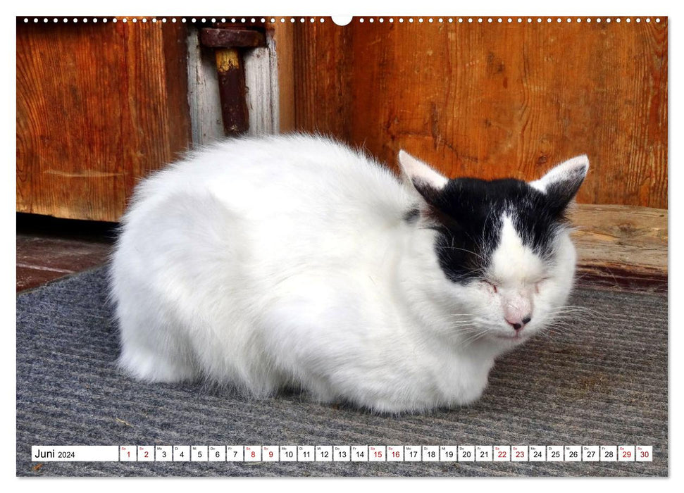 Sur des pattes de velours en Russie - chats de musée dans les domaines russes (calendrier mural CALVENDO 2024) 