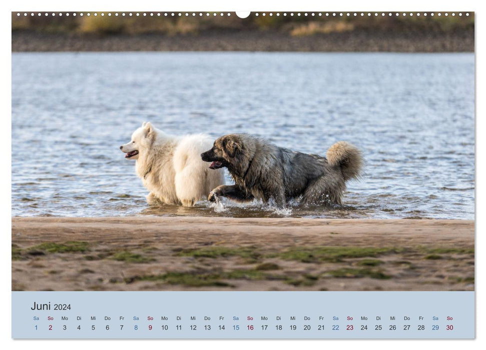 Kaukasischer Owtscharka (CALVENDO Wandkalender 2024)