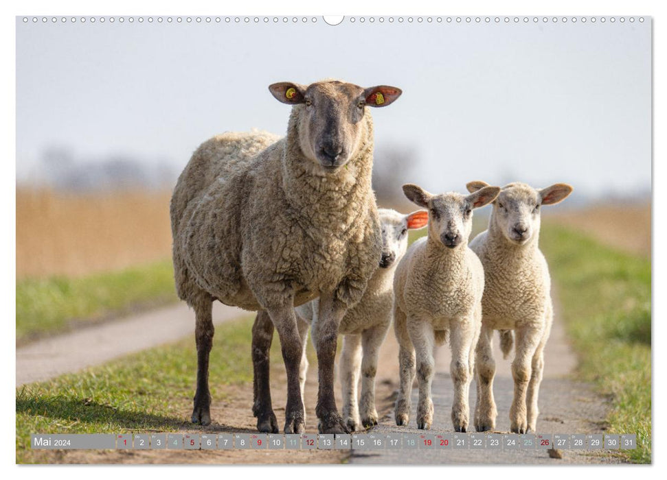 In Nordfriesland zuhause (CALVENDO Premium Wandkalender 2024)