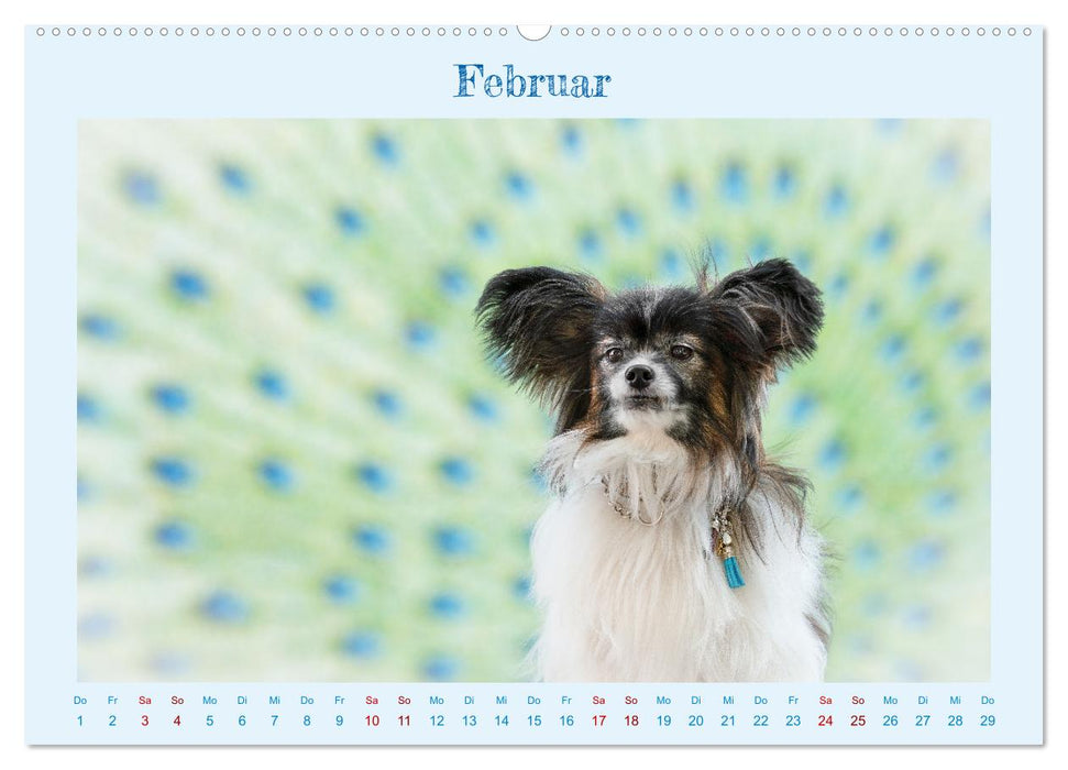 Fellnasenglück (CALVENDO Premium Wandkalender 2024)