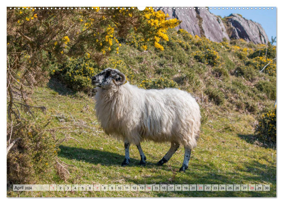 Irland - Grafschaft Kerry (CALVENDO Premium Wandkalender 2024)