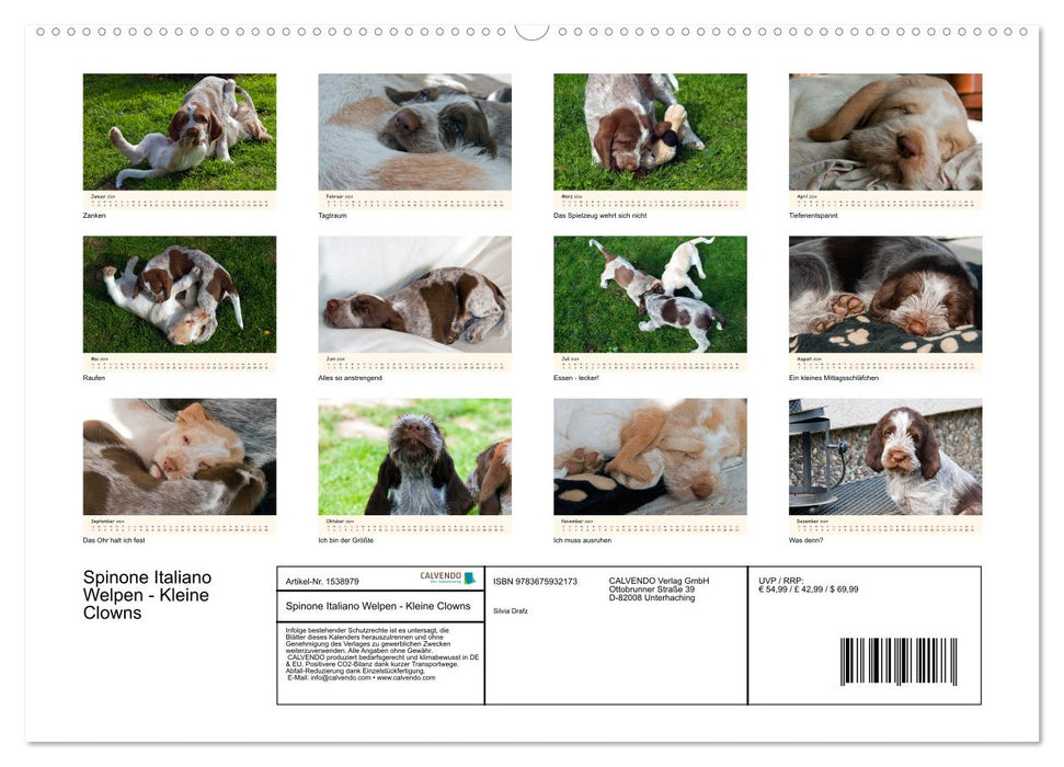 Spinone Italiano Puppies - Little Clowns (CALVENDO Wall Calendar 2024) 