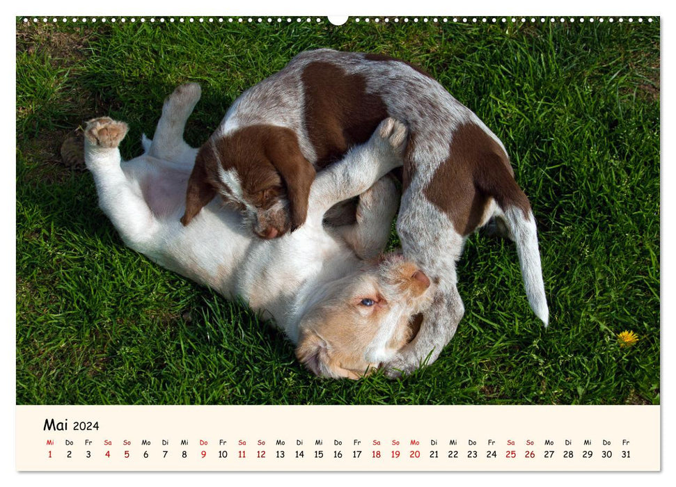 Spinone Italiano Puppies - Little Clowns (CALVENDO Wall Calendar 2024) 