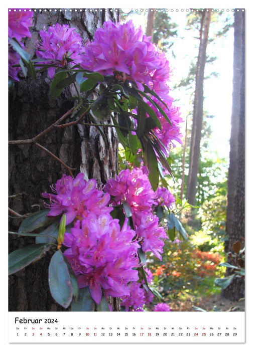 Zauberhafte Rhododendren (CALVENDO Premium Wandkalender 2024)