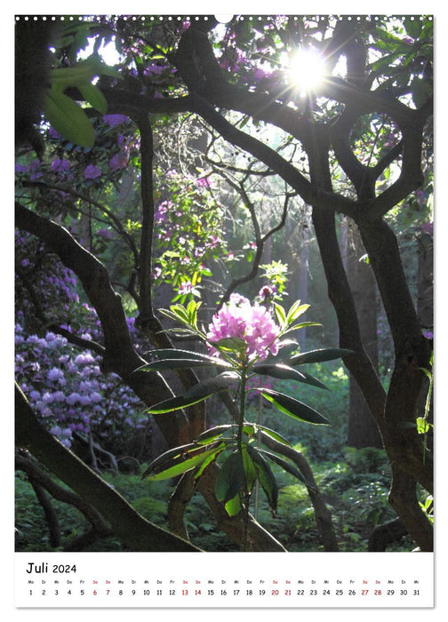 Zauberhafte Rhododendren (CALVENDO Premium Wandkalender 2024)