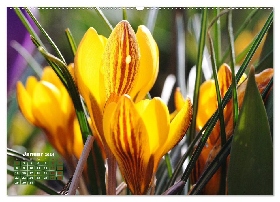 Es blüht im Frühling (CALVENDO Premium Wandkalender 2024)