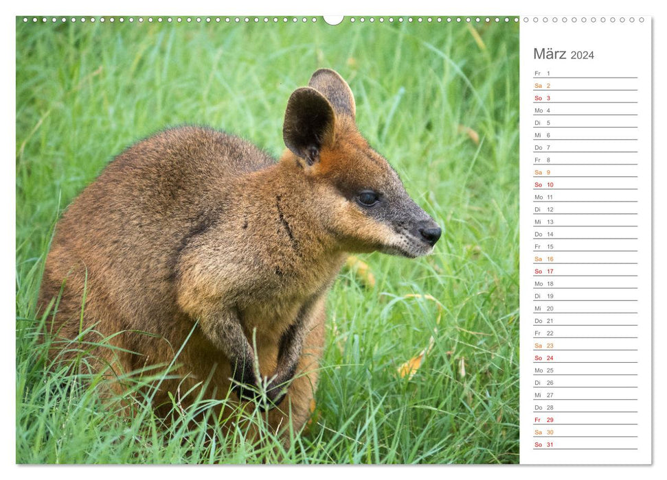 Die einzigartige Tierwelt von Australien (CALVENDO Premium Wandkalender 2024)