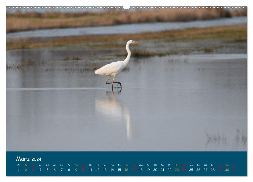 Wümme nature reserve (CALVENDO wall calendar 2024) 