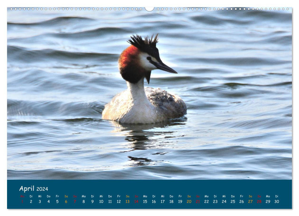 Wümme nature reserve (CALVENDO wall calendar 2024) 
