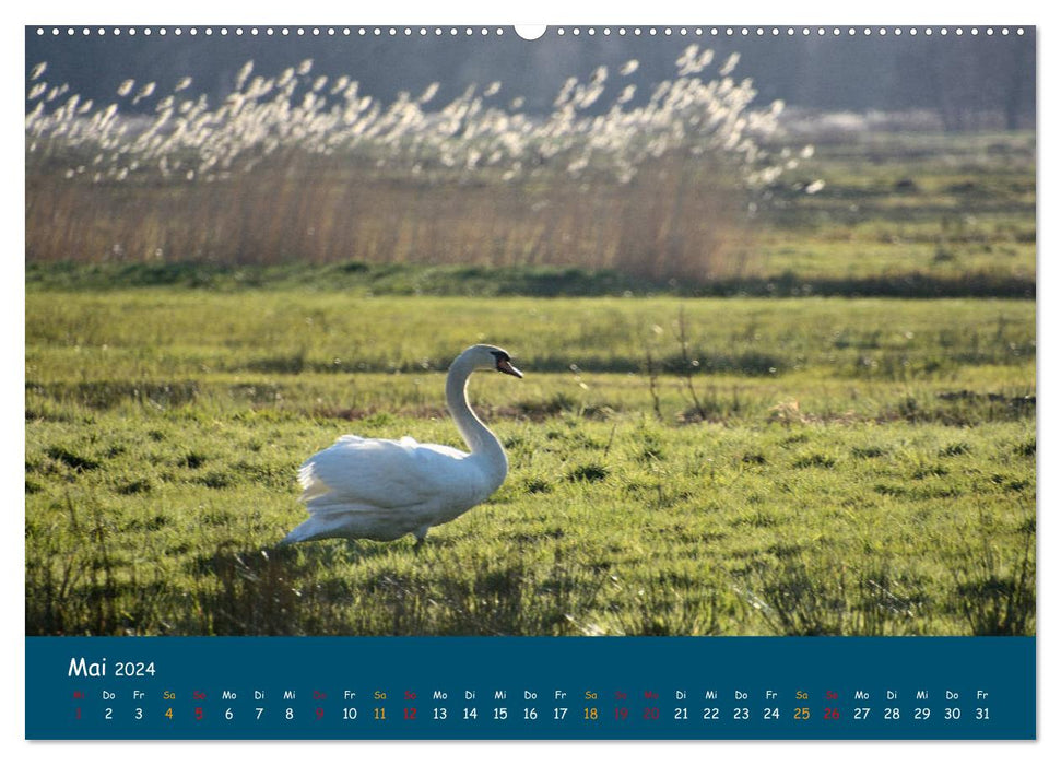 Naturschutzgebiet Wümme (CALVENDO Wandkalender 2024)