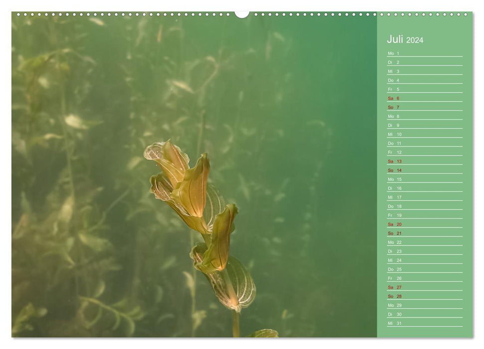 Baggersee - die grüne Welt (CALVENDO Premium Wandkalender 2024)