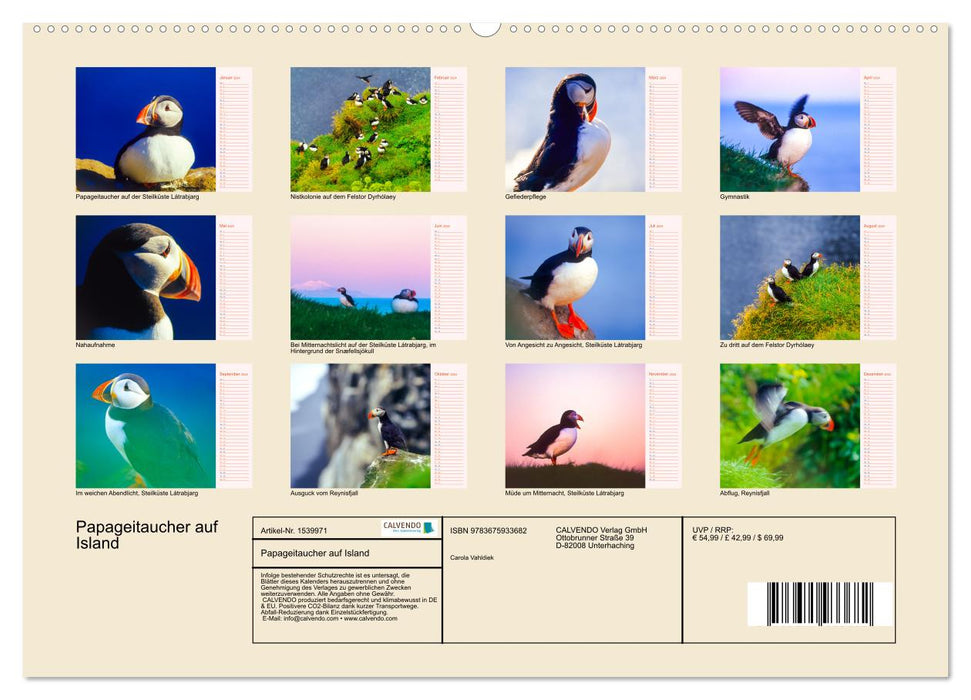 Papageitaucher auf Island (CALVENDO Wandkalender 2024)