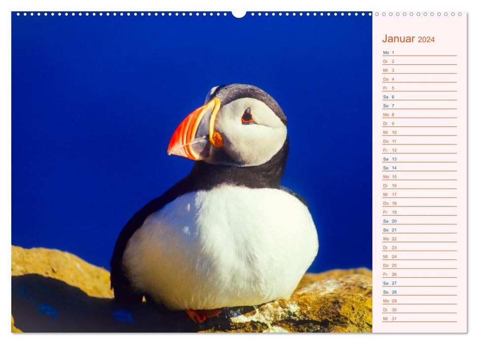 Puffins on Iceland (CALVENDO wall calendar 2024) 