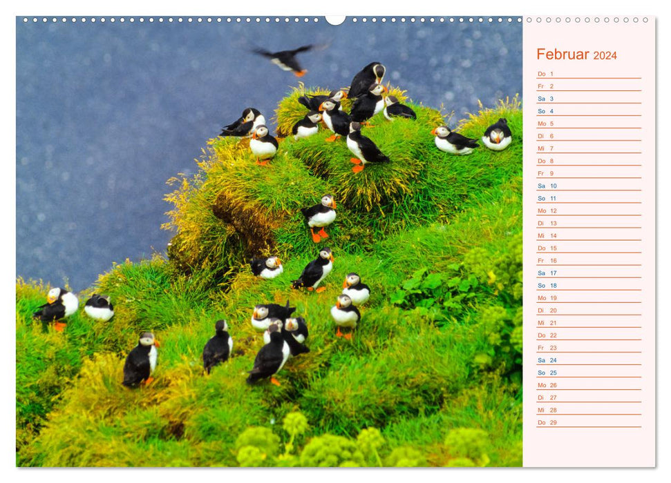 Puffins on Iceland (CALVENDO wall calendar 2024) 