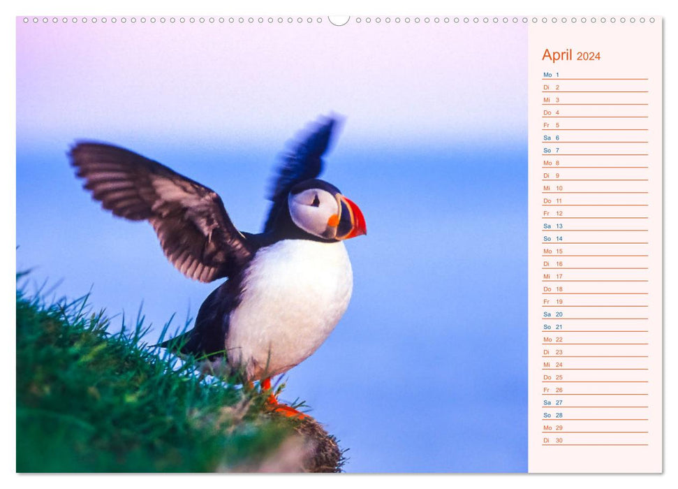 Puffins on Iceland (CALVENDO wall calendar 2024) 