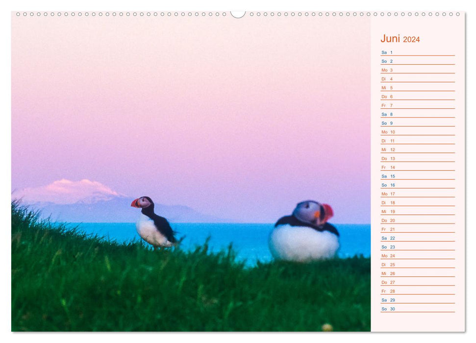 Papageitaucher auf Island (CALVENDO Wandkalender 2024)