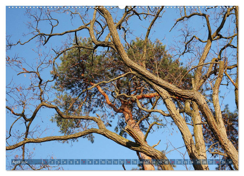 Wenn Bäume erzählen könnten (CALVENDO Premium Wandkalender 2024)