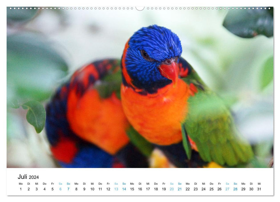 Australie - Down Under - Côte Est (Calvendo Premium Wall Calendar 2024) 