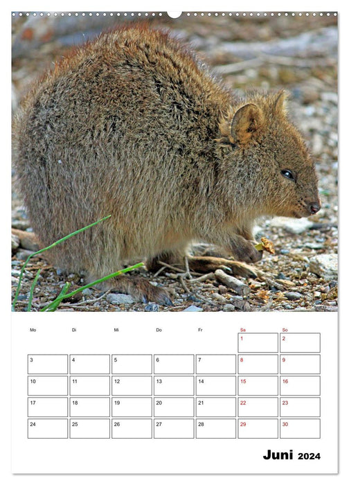 La faune fascinante d'Australie (Calendrier mural CALVENDO Premium 2024) 