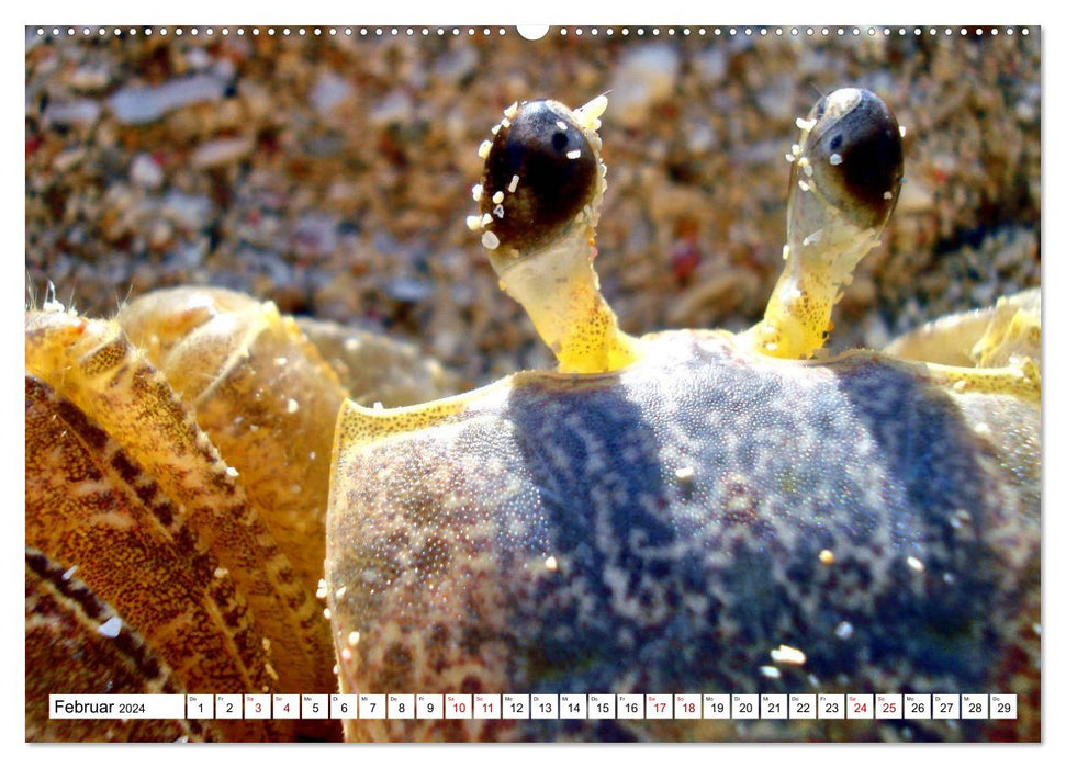 Tiere im Sand - Begegnungen am Strand auf Kuba (CALVENDO Wandkalender 2024)