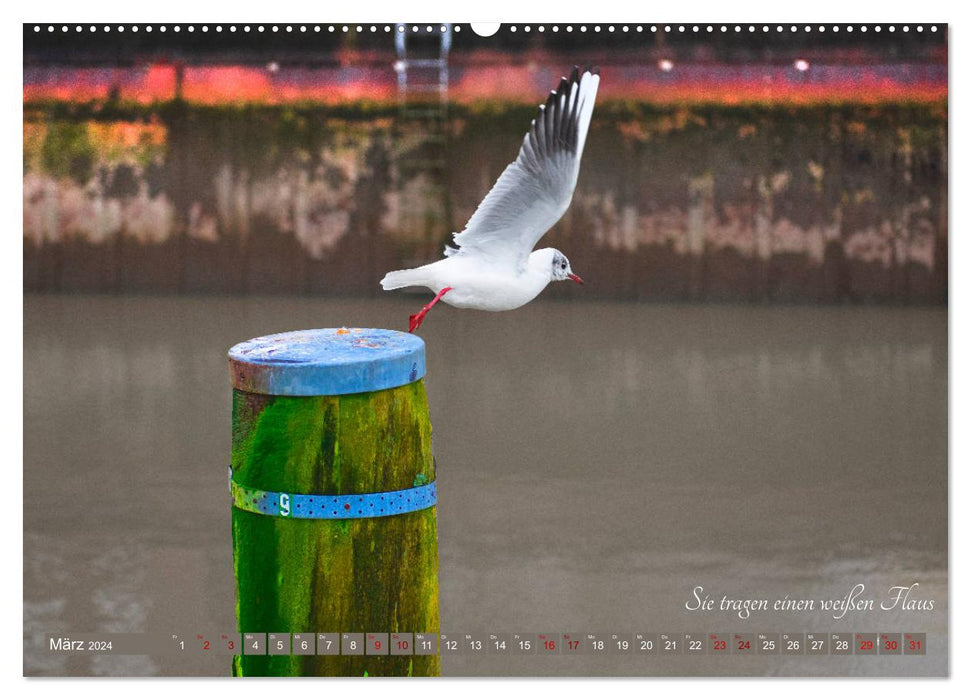 Seagull Song de Christian Morgenstern par fru.ch (Calendrier mural CALVENDO Premium 2024) 