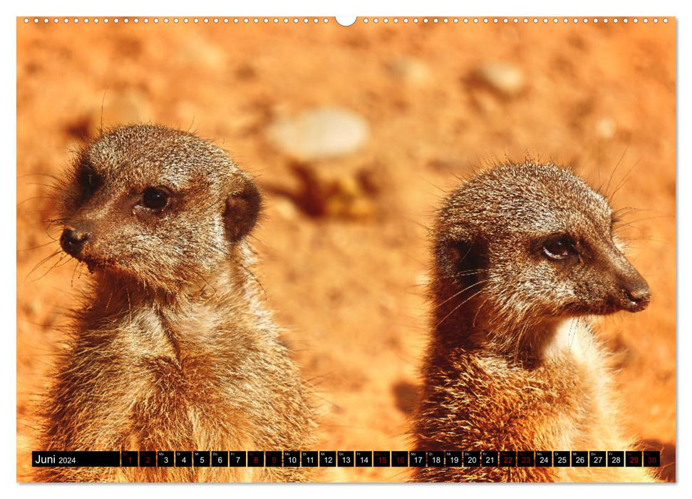 Suricates rigolos (Calendrier mural CALVENDO Premium 2024) 