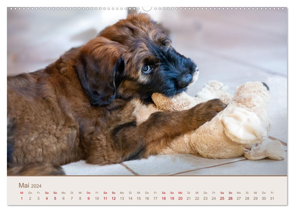 Ein Hundekind namens Anton (CALVENDO Wandkalender 2024)