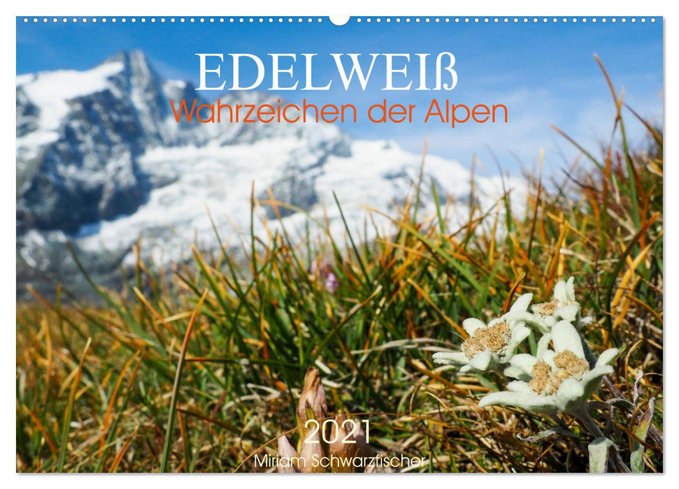 Edelweiß - Wahrzeichen der Alpen (CALVENDO Wandkalender 2024)