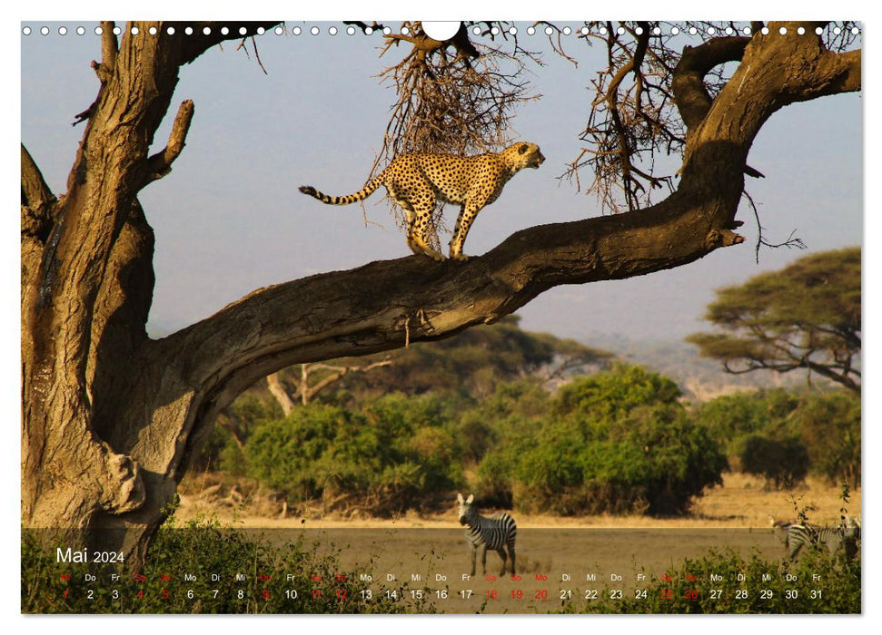 Ostafrika - Tansania und Kenia hautnah (CALVENDO Wandkalender 2024)